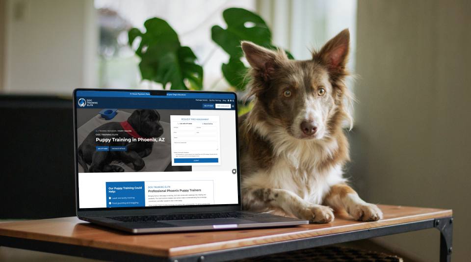 Dog training website on laptop with puppy laying next to it